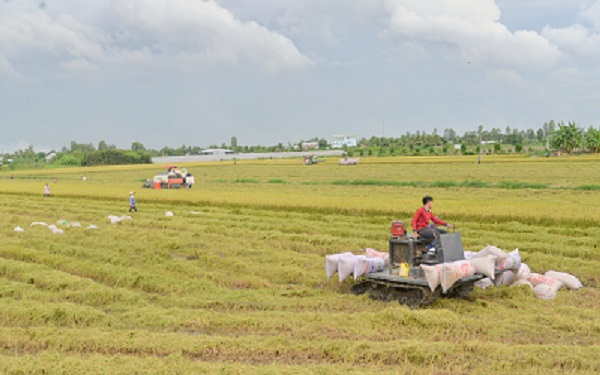 Vì sao nông sản vùng Đồng bằng sông Cửu Long phải phụ thuộc vào TP.HCM để xuất khẩu (20/08/2024)